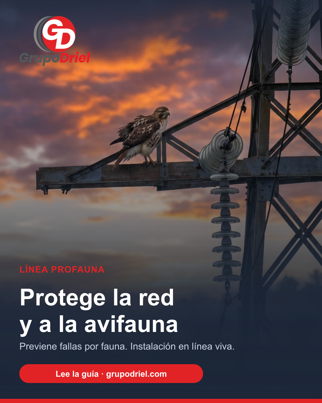 Ave protegida sobre una línea eléctrica con solución ProFauna